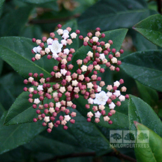 Viburnum Purpureum - Viburnum Viburnum Purpureum - Viburnum