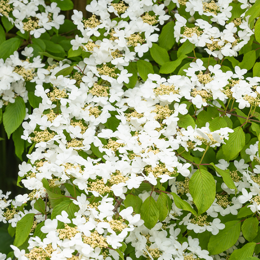 Viburnum Summer Snowflake - Japanese Snowball Bush Viburnum Summer Snowflake - Japanese Snowball Bush