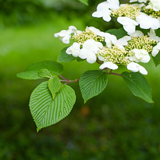 Viburnum Summer Snowflake - Japanese Snowball Bush Viburnum Summer Snowflake - Japanese Snowball Bush