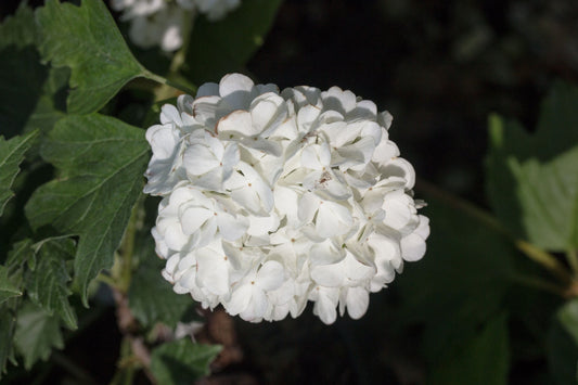 Viburnum opulus Roseum - Snowball Tree Viburnum opulus Roseum - Snowball Tree