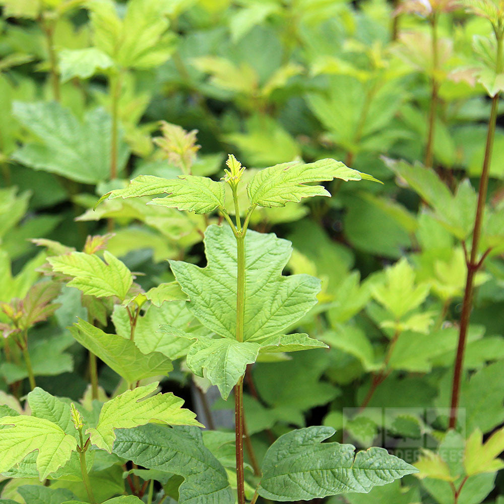 Young green maple saplings with distinctive lobed leaves are closely clustered together, resembling the lush foliage of a Viburnum opulus Roseum Snowball Tree, known for its elegant white flowers.