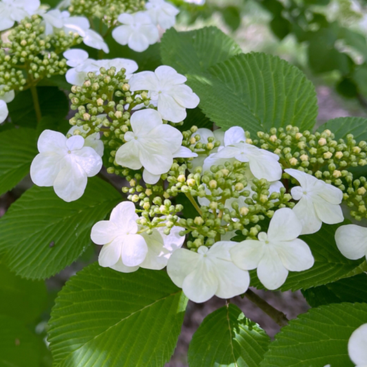 Viburnum plicatum tom. Shasta - Viburnum Viburnum plicatum tom. Shasta - Viburnum