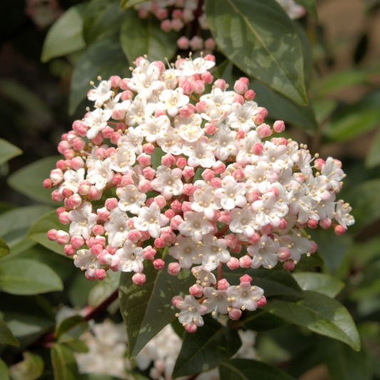 Viburnum tinus Spirit - Viburnum Viburnum tinus Spirit - Viburnum