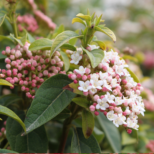 Viburnum tinus Spirit - Viburnum Viburnum tinus Spirit - Viburnum