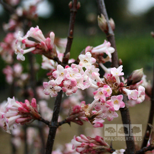 Viburnum x bodnantense Charles Lamont - Arrowwood Charles Lamont Viburnum x bodnantense Charles Lamont - Arrowwood Charles Lamont
