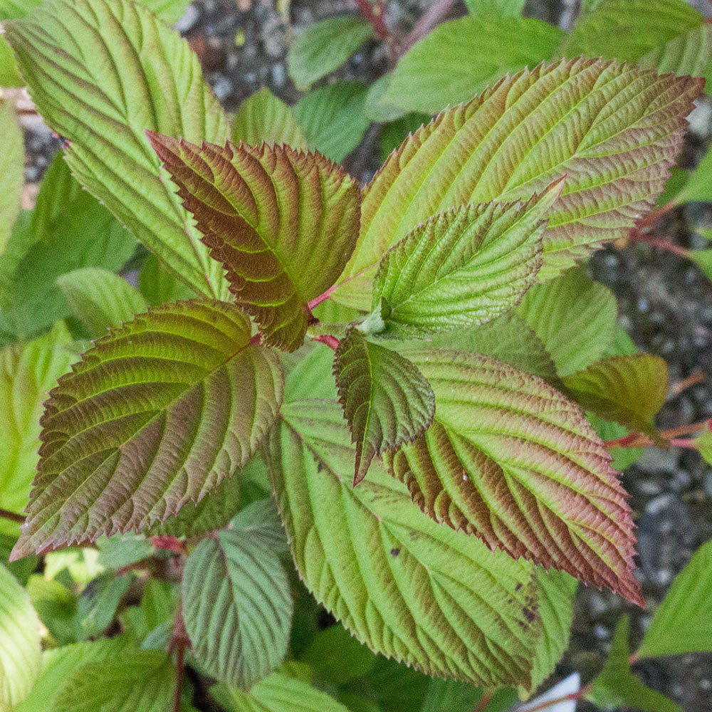 A close-up of the Viburnum x bodnantense Dawn - Viburnum plant shows green leaves with reddish-brown edges, ideal for a low-maintenance garden.