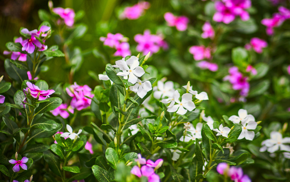 Hardy, Resilient, and Perfect for Problem Areas. Hardy, Resilient, and Perfect for Problem Areas.