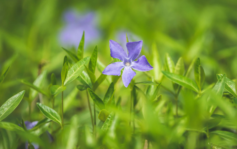 Seasonal Charm with Wildlife Appeal. Seasonal Charm with Wildlife Appeal.