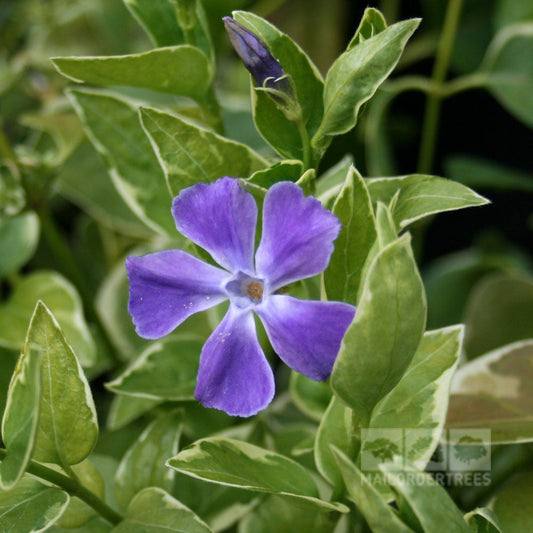 Vinca major Variegata - Greater Periwinkle Vinca major Variegata - Greater Periwinkle
