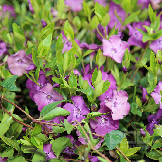 Vinca minor Atropurpurea - Purple Lesser Periwinkle Vinca minor Atropurpurea - Purple Lesser Periwinkle