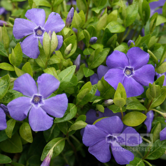 Vinca minor Bowles Variety - Lesser Periwinkle La Grave Vinca minor Bowles Variety - Lesser Periwinkle La Grave