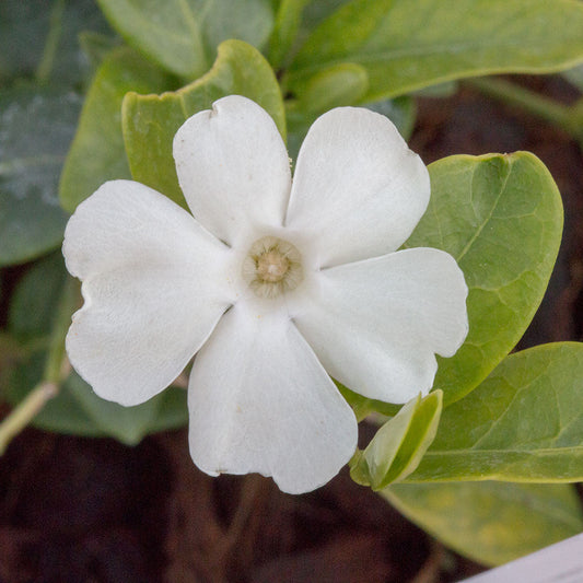 Vinca minor alba - Small White Periwinkle Vinca minor alba - Small White Periwinkle