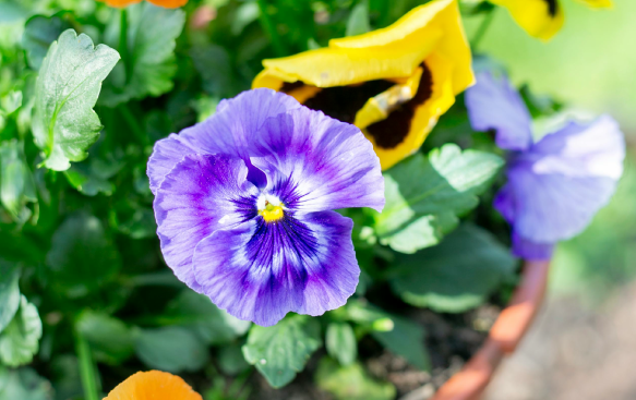 Vibrant Blooms with Ecological Benefits. Vibrant Blooms with Ecological Benefits.