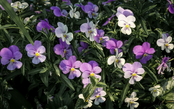 Hardy, Easy to Grow, and Ideal for Multiple Seasons. Hardy, Easy to Grow, and Ideal for Multiple Seasons.