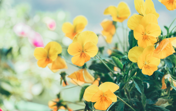 Viola: A Charming and Cheerful Addition to Any Garden. Viola: A Charming and Cheerful Addition to Any Garden.
