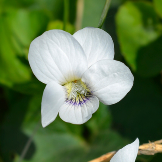 Viola sororia 'Albiflora' Viola sororia 'Albiflora'
