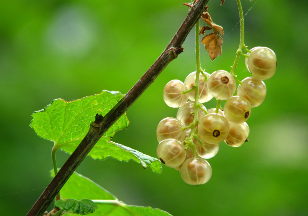 Reliable Fruit with Minimal Upkeep Required. Reliable Fruit with Minimal Upkeep Required.