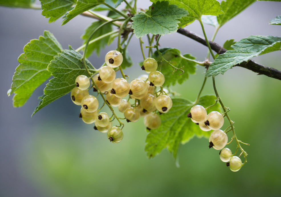 Whitecurrant: A Unique and Elegant Fruit for the Garden. Whitecurrant: A Unique and Elegant Fruit for the Garden.