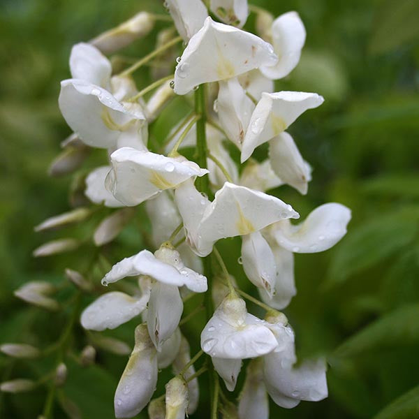 Wisteria Sinensis (Chinese Wisteria) - World Of Flowering Plants