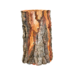 Special Features: Attractive Bark Attractive bark trees for landscaping and adding natural textures to your garden