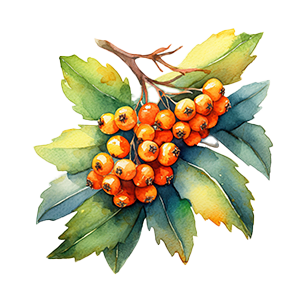 Special Features: Produces Berries Berry-producing shrubs perfect for wildlife-friendly and ornamental gardens
