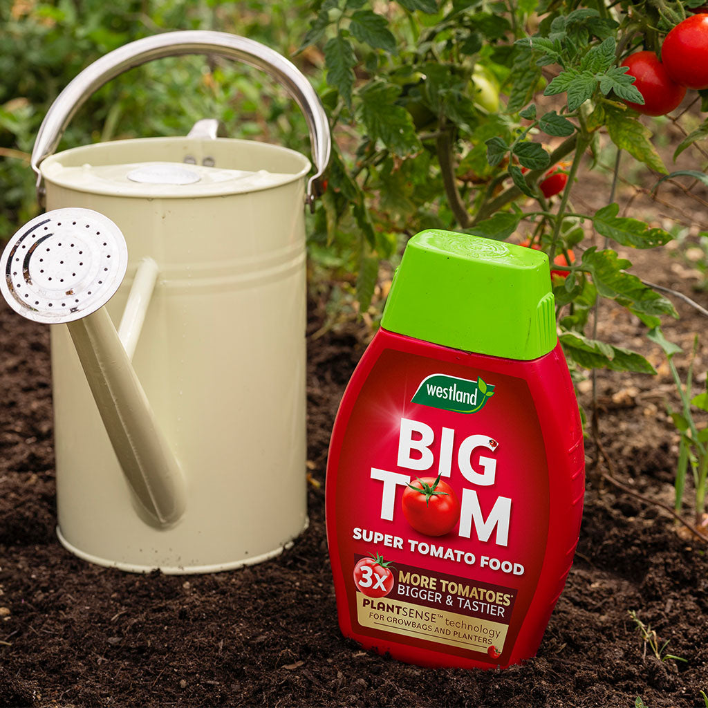A watering can rests beside a 1-litre bottle of Westland Big Tom Super Tomato Food on garden soil, promising enhanced nutrient uptake for bigger tomatoes, with a thriving tomato plant in the background.