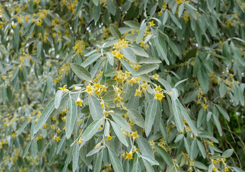 Elaeagnus: A Hardy Beauty with Year-Round Appeal. Elaeagnus: A Hardy Beauty with Year-Round Appeal.