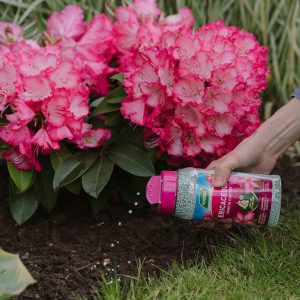 A hand sprinkles Ericaceous Specialist Plant Food Granules from a 900g jar onto soil near bright pink hydrangea flowers, delivering a slow-release feed ideal for acid-loving plants.