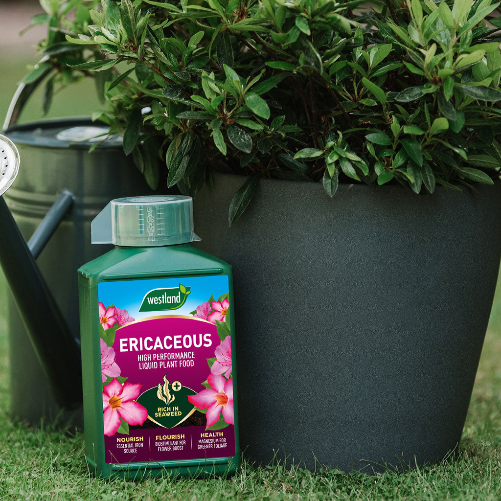 A bottle of Westland Ericaceous High Performance Liquid Plant Food 1L for acid-loving plants sits on the grass next to a grey pot with a green plant and a watering can.