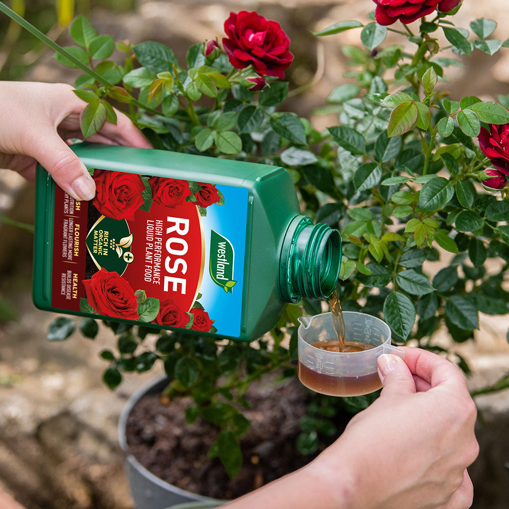 A person pours Westland Rose High Performance Liquid Plant Food 1L into a measuring cup near a potted rose plant with vibrant red blooms, nurturing disease resistance.