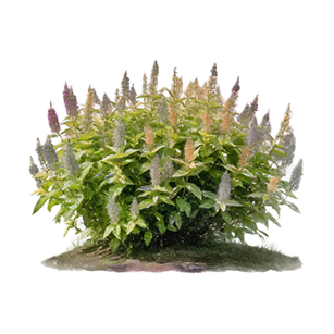 Uses: Low Hedge Low hedge plants perfect for creating neat and defined garden borders, ideal for landscape definition.