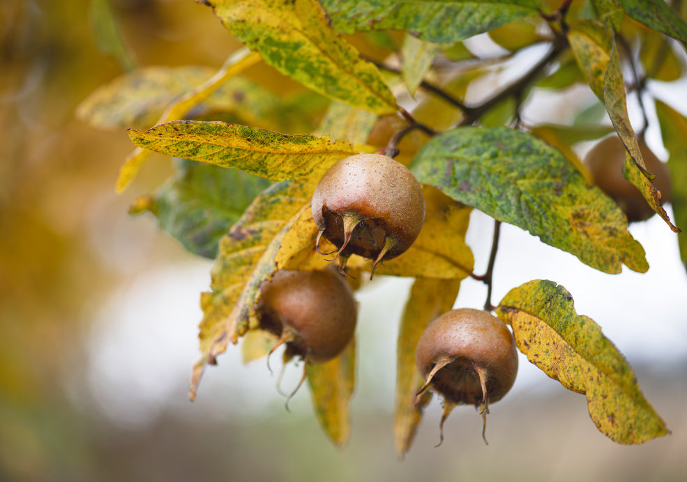 Medlar Trees: A Heritage Choice with Timeless Appeal. Medlar Trees: A Heritage Choice with Timeless Appeal.