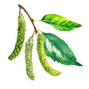 Special Features: Catkins Ornamental trees producing catkins, ideal for diverse and seasonal landscapes