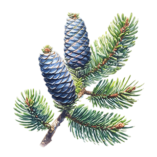 Special Features: Produces Cones Pine trees producing decorative cones, ideal for ornamental and wildlife gardens
