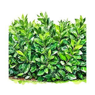Uses: Hedging