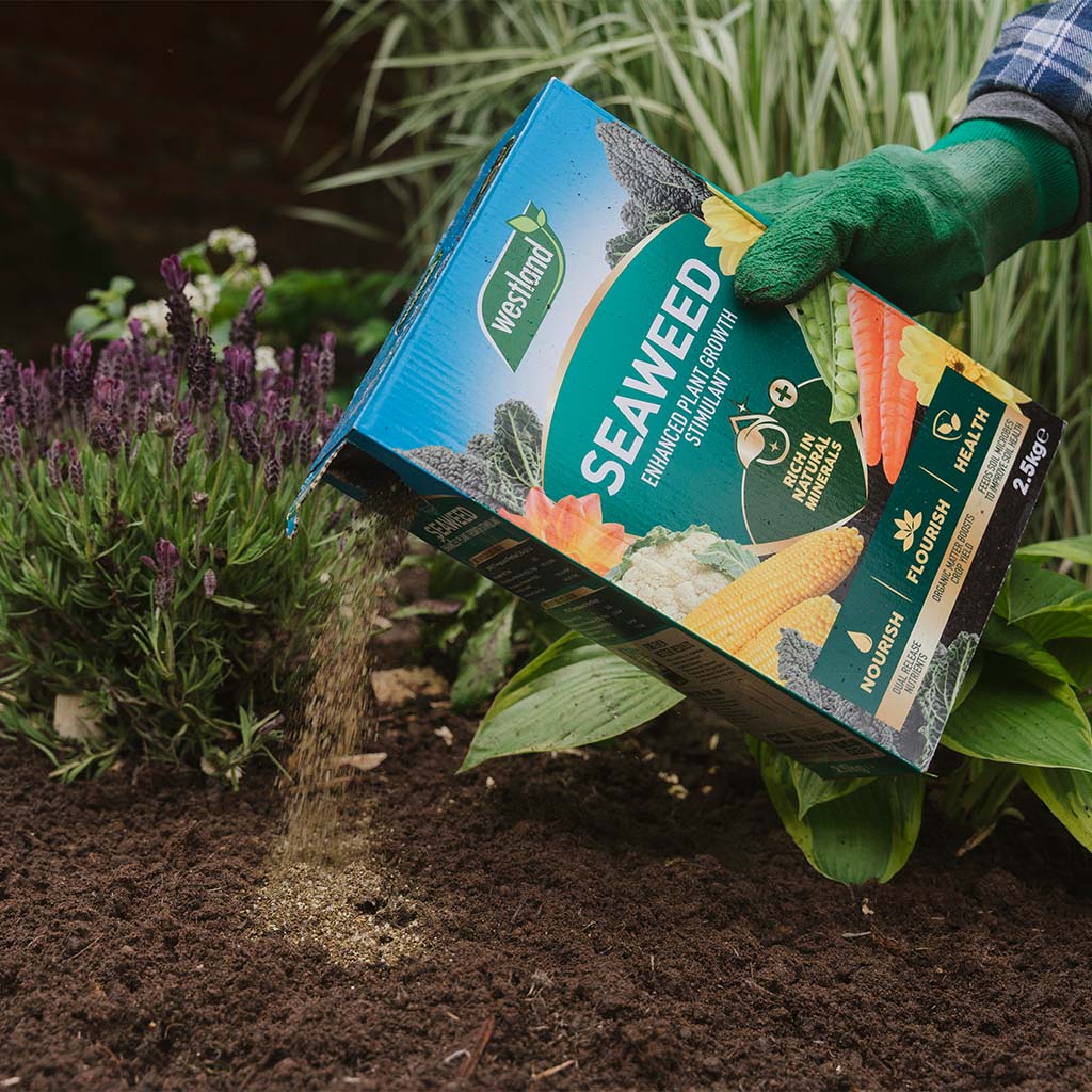 A person is pouring Westland Seaweed Enhanced Plant Food 2.5Kg, an excellent soil conditioner, from a box onto the garden soil.
