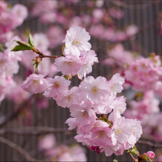 Prunus Accolade - Flowering Cherry Tree