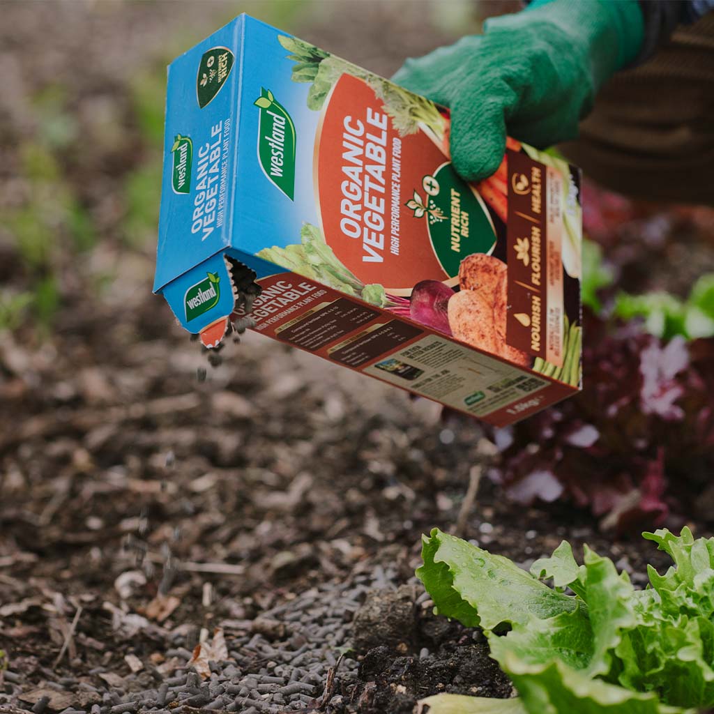 A person wearing green gloves uses Westland All Vegetable Feed 1.5Kg to enrich the soil with vital nutrients in a garden where lettuce grows.