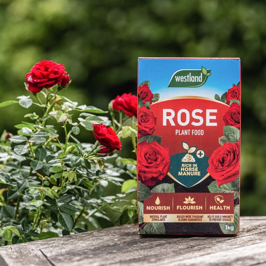 A box of Westland Rose Food 1Kg rests next to a blooming red rose bush on a wooden surface, enveloped by lush greenery. This vital rose nourishment guarantees stunning blooms that flourish in any garden environment, providing your roses with a nutrient-dense beginning.