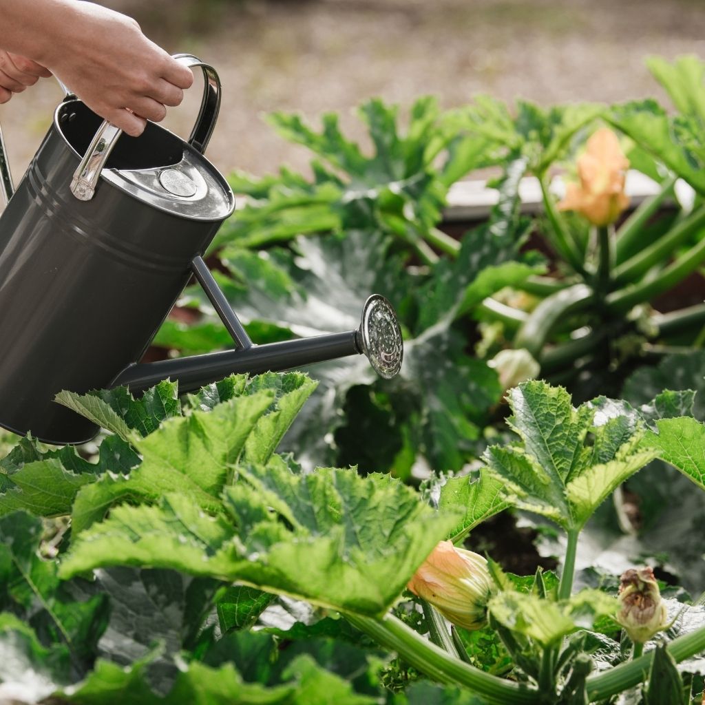 A person waters zucchini plants with a green watering can in a garden, enhancing their growth using Westland Seaweed Organic Liquid Plant Growth Stimulant 1L.