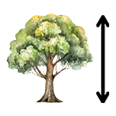 Height in 20 Years: 6-8 metres The tree height in 20 years 6-8 meters