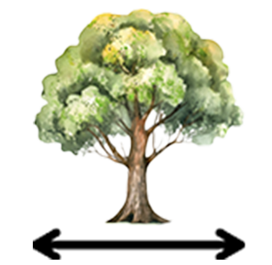 Width in 20 Years: 12+ metres The tree width in 20 years  12+ metres