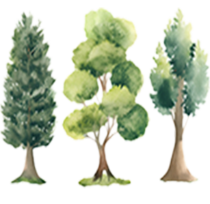Growth Habit: Vased Vased tree growth habit for ornamental garden landscapes