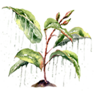 Weather Exposure: Exposed Weather Exposure: Exposed Hardy plants thriving in exposed weather conditions for open landscapes