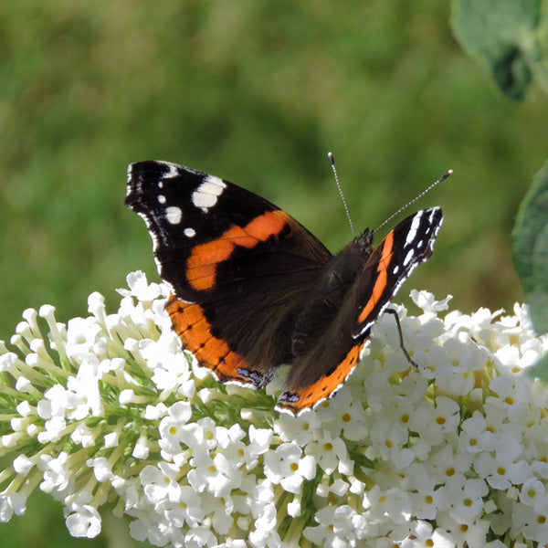 Buddleja 'White Profusion'