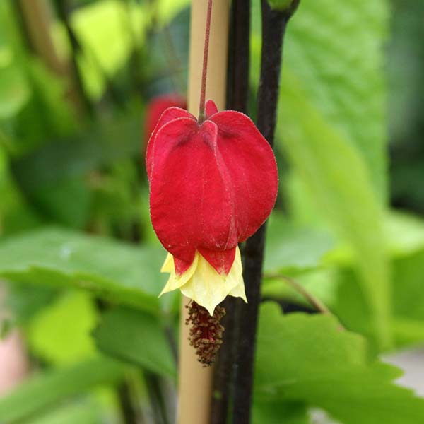 Abutilon megapotamicum - Flower
