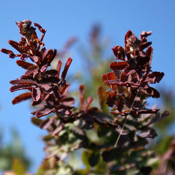 Acacia bailyana purpurea - Summer foliage