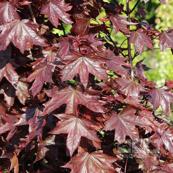 Acer Crimson King - Summer Foliage