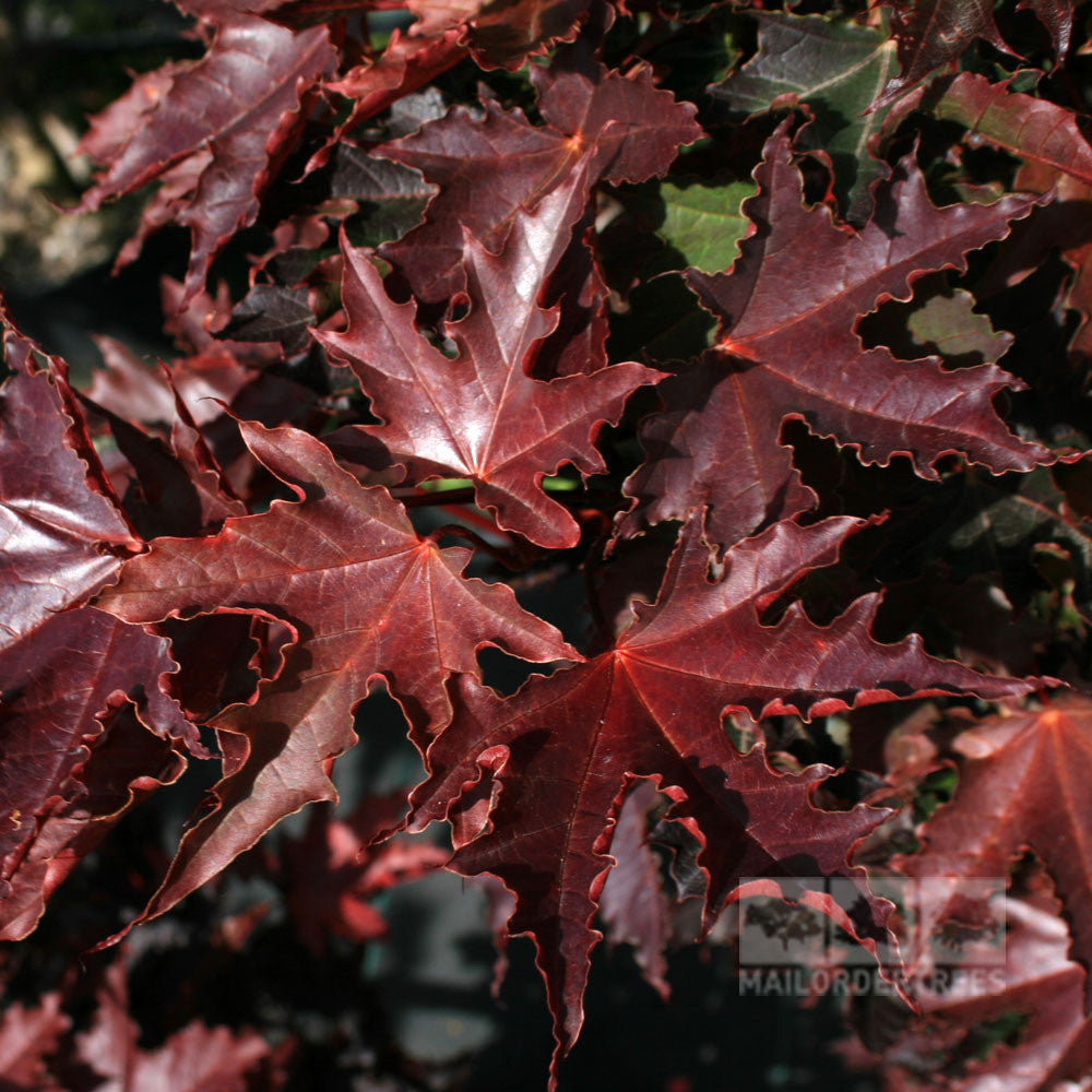 Acer Crimson Sentry - Foliage
