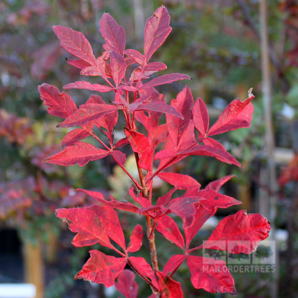 Acer griseum - Foliage
